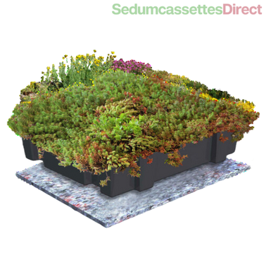 Biodiverse sedumcassettes met een mix van sedumsoorten en kruiden, makkelijk te plaatsen.